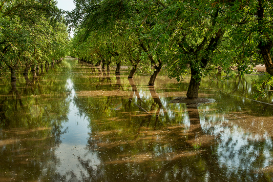 Join the Wiser Misers: Caring for our Treasured Water