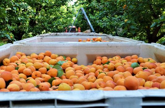 June Memories: It All Started in an Apricot Orchard