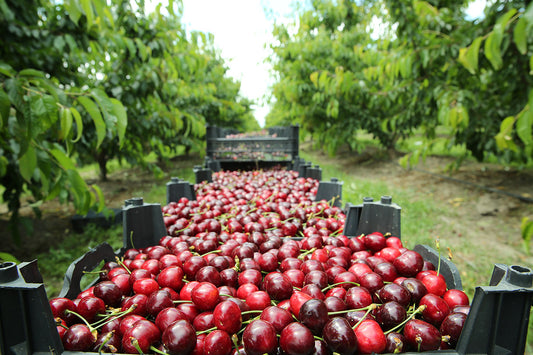California Cherry and Blueberry Harvest Has Begun!