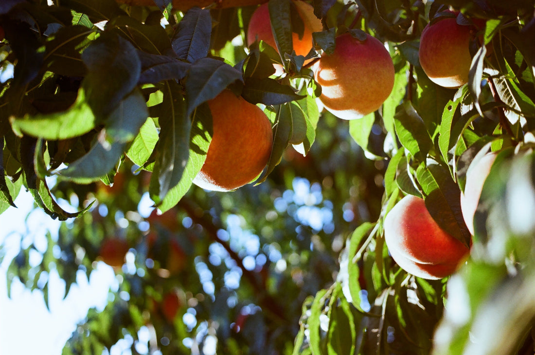 August in the Orchards: Hotness and Happiness