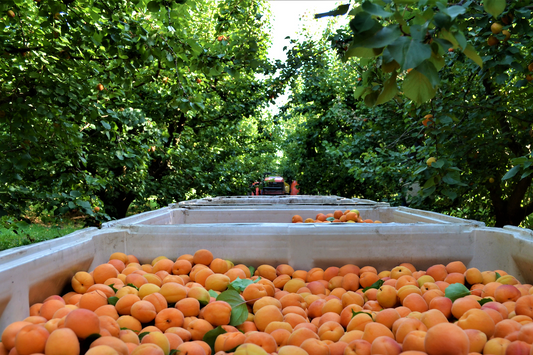 Adoration in August: Certified Organic Apricots