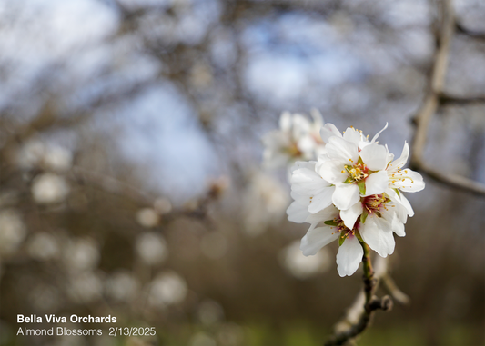 Blossoms Abound!: Almonds and Spring Are on Their  Way!