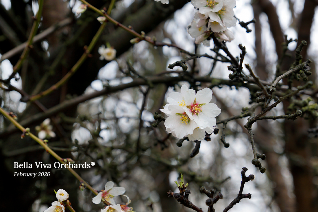 What’s Old Is New: Almonds and Our Earth