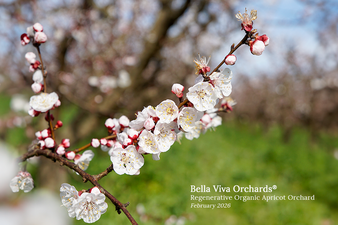 ROC Apricots: Noble and Noshworthy