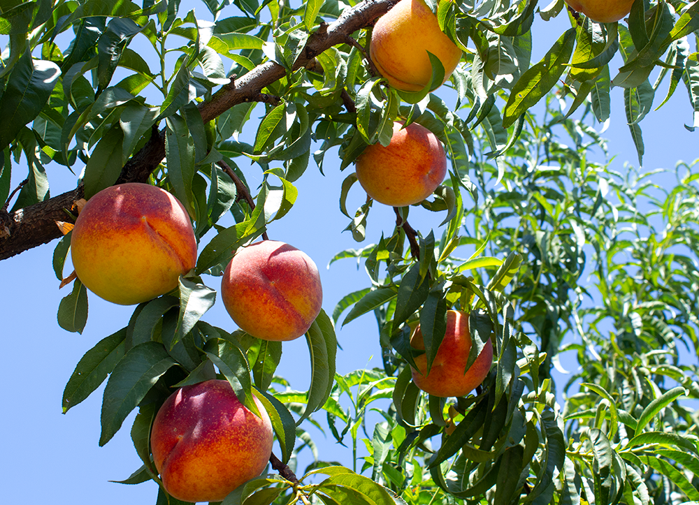 Organic Peaches: Our Estate Jewels