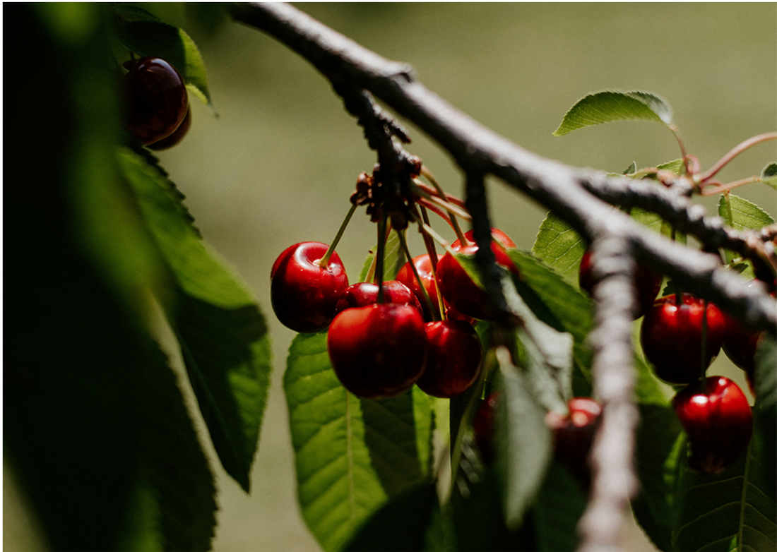 July at Bella Viva Orchards: Certified Organic Cherries and a Note of Hope