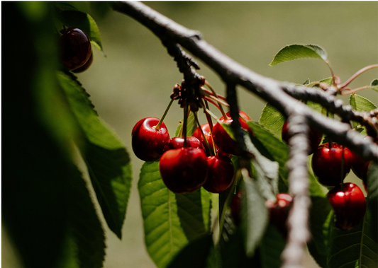 July at Bella Viva Orchards: Certified Organic Cherries and a Note of Hope