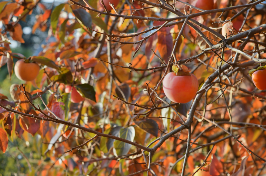 November’s Here: Falling for Persimmons