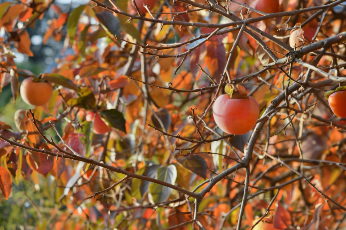 November’s Bounty: Natural Persimmons