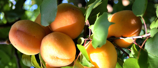 Sweet September: From Volatile to Victorious