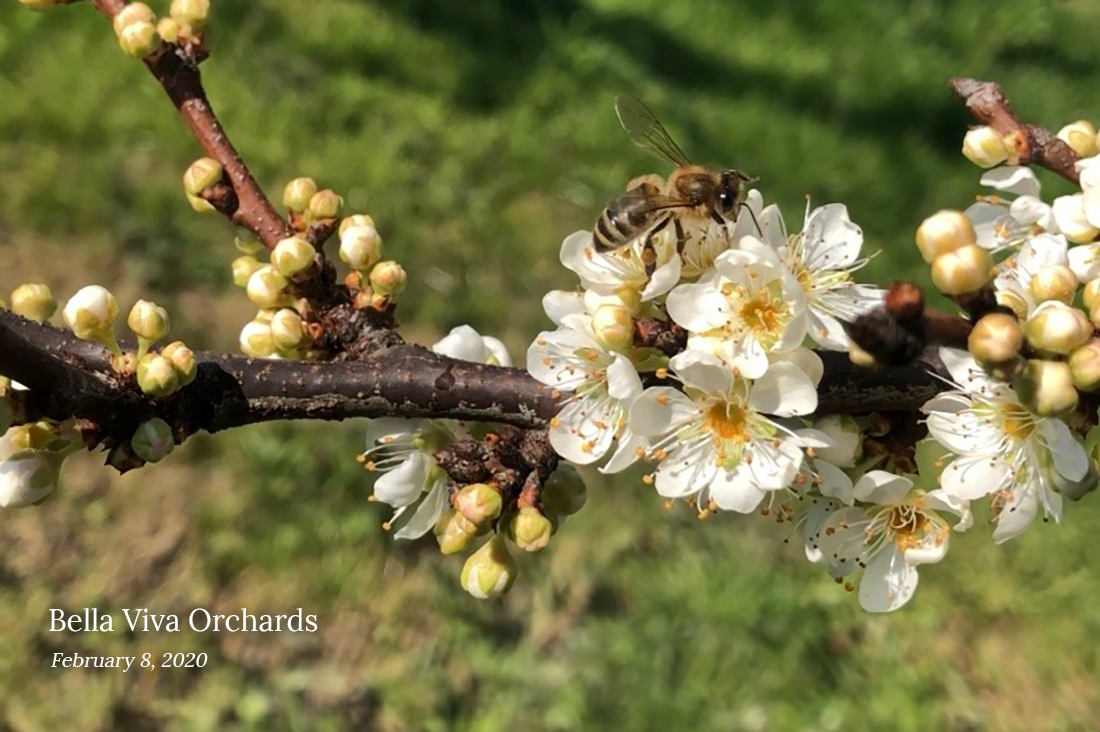 Honey Bees and Prune Trees: A Time for Renewal and Revival!