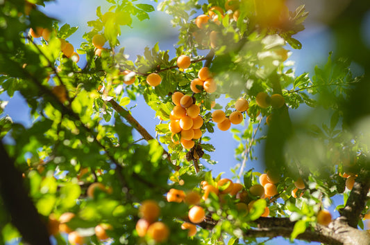 June Boon: Time for Amazing Apricots!