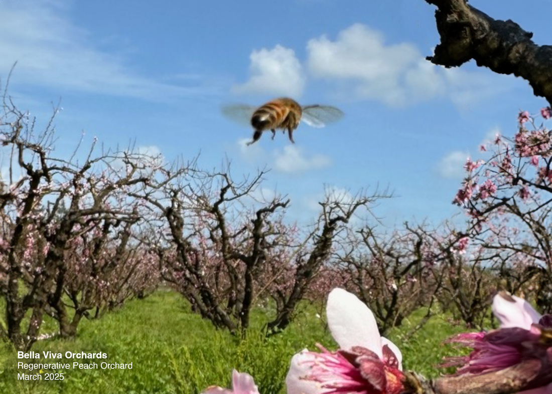 April: Loving Our Fruits, Healing the Earth and Sharing Special News
