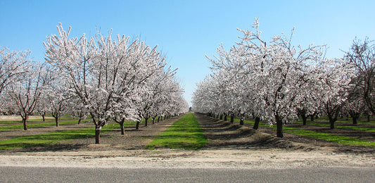 Almonds in April - The Raw Truth
