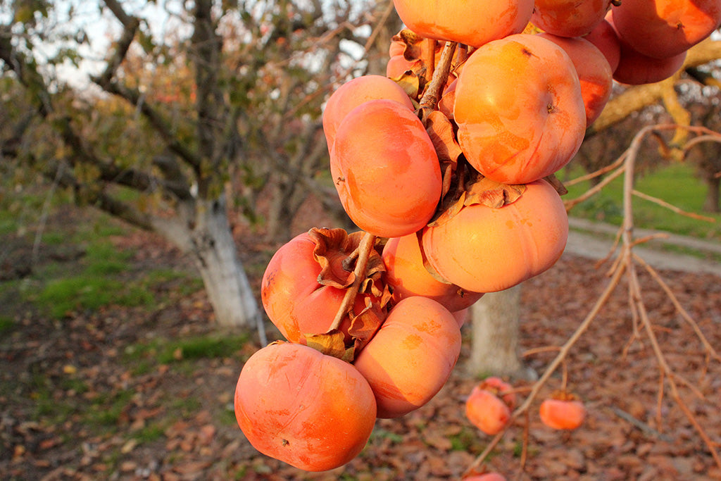 Partial to Persimmons: November’s Bejeweled Bounty
