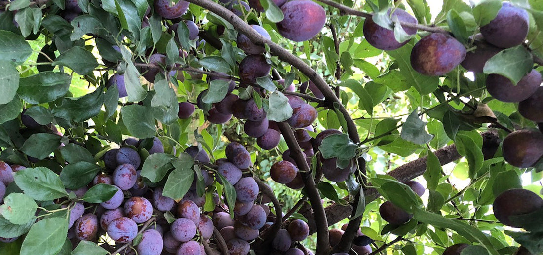Sweet September: Prunes Abound!