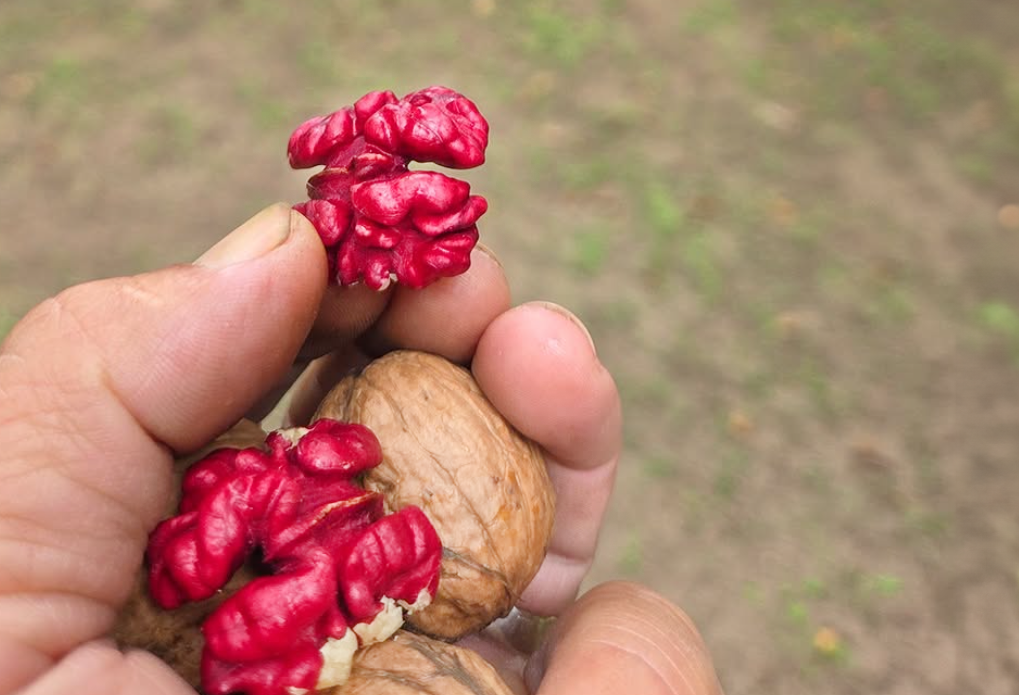 Local, Organic and Earth-loving: It’s Our Certified Organic Walnuts!