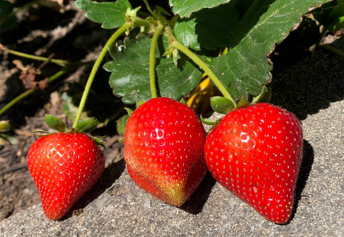 Spectacular Strawberries and What’s Behind a Name?