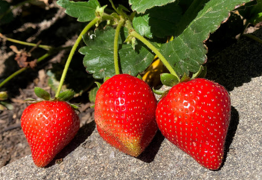 Spectacular Strawberries and What’s Behind a Name?
