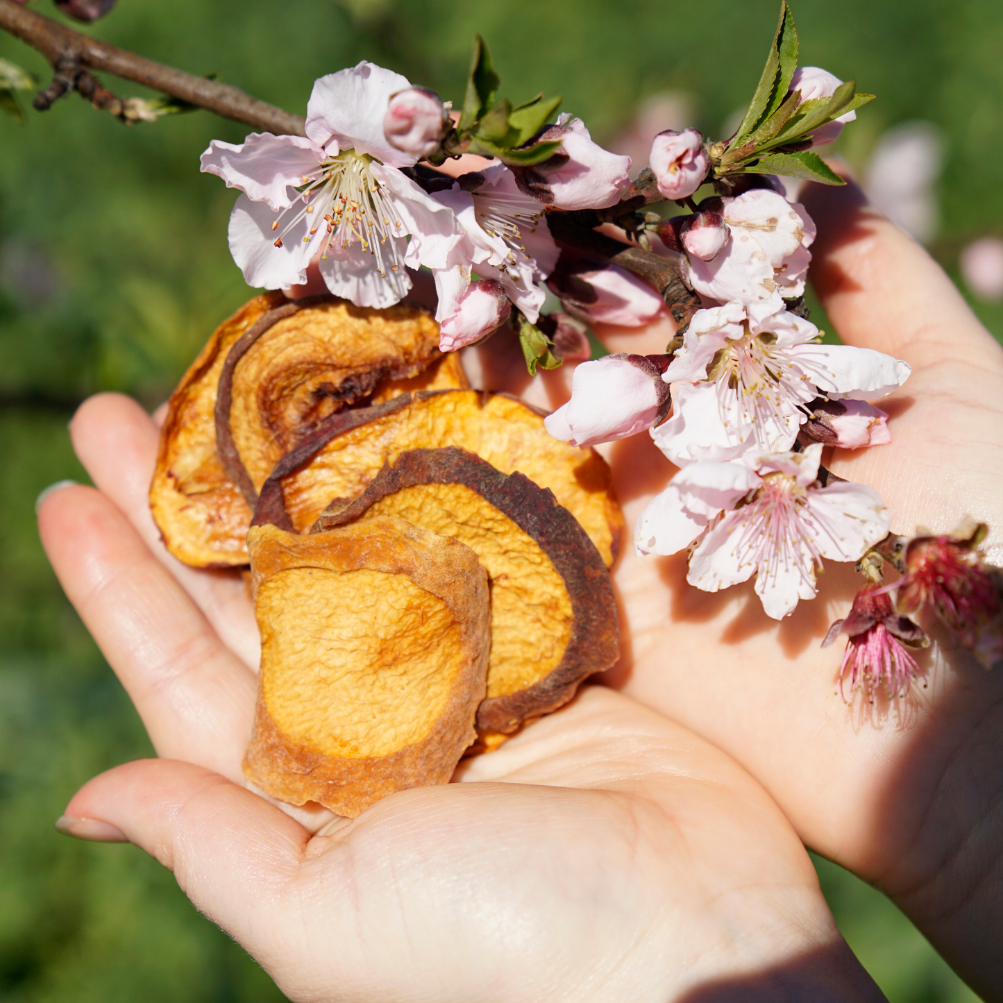 Regenerative Organic Certified Organic Dried Yellow Peach Slices