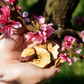 Regenerative Organic Dried White Nectarines