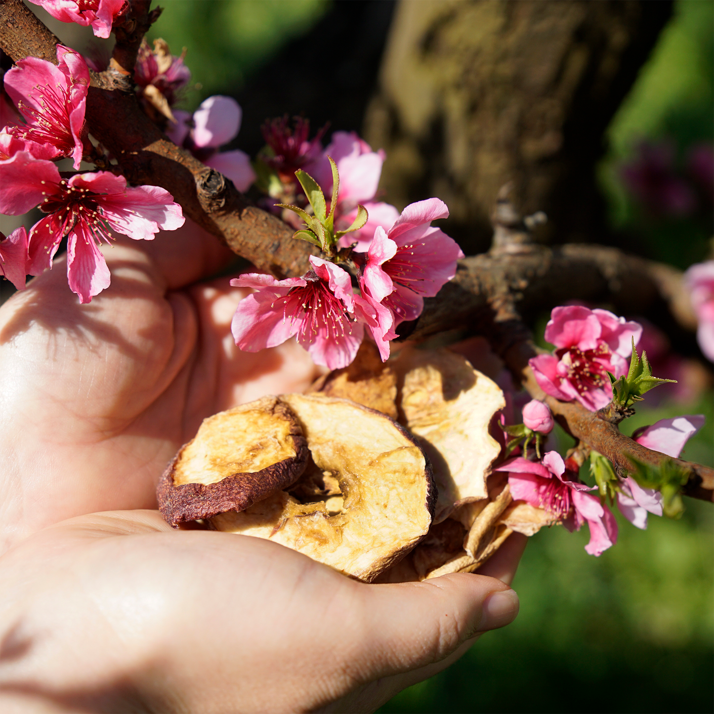 Regenerative Organic Dried White Nectarines